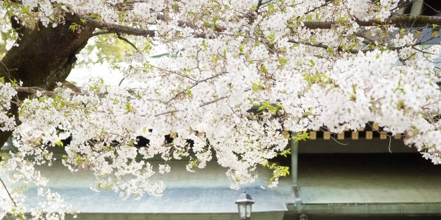 Tokyo: Tur Foto Pernikahan dengan 3 Lokasi & Penataan Profesional